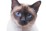 A-Siamese-cat.jpg.3feb16e795372a67fd969d